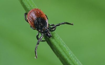 [AFBLIJVEN] Ziekte van Lyme en teken, een EPIDEMIE in the making